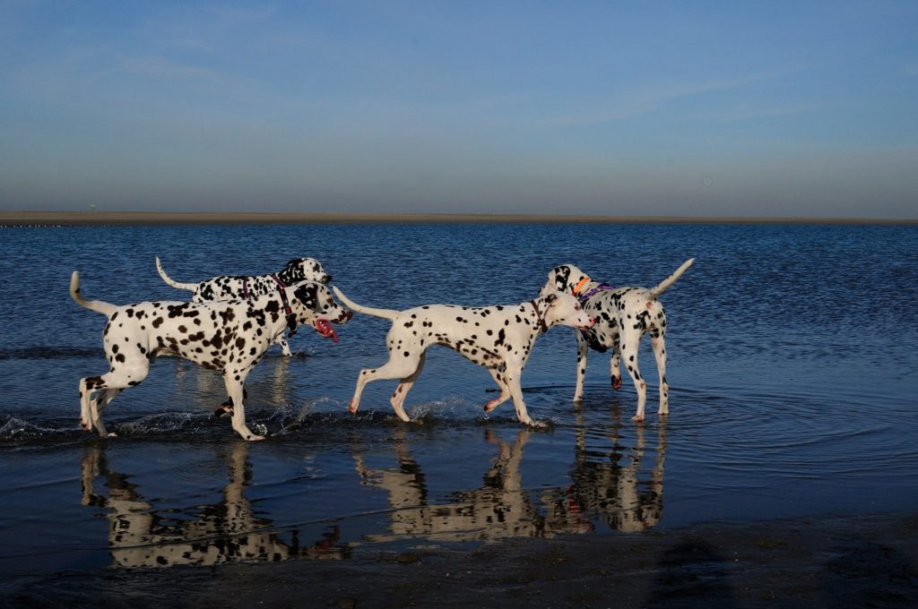 foto-strand-kijkduin - Dalmatiër In Nood Fonds